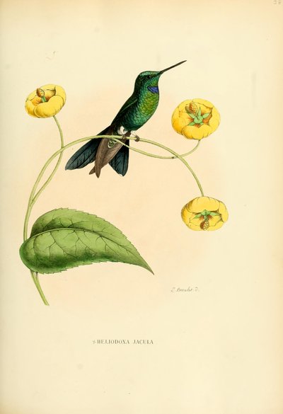 Heliodoxa jacula da Louis Victor Bevalet
